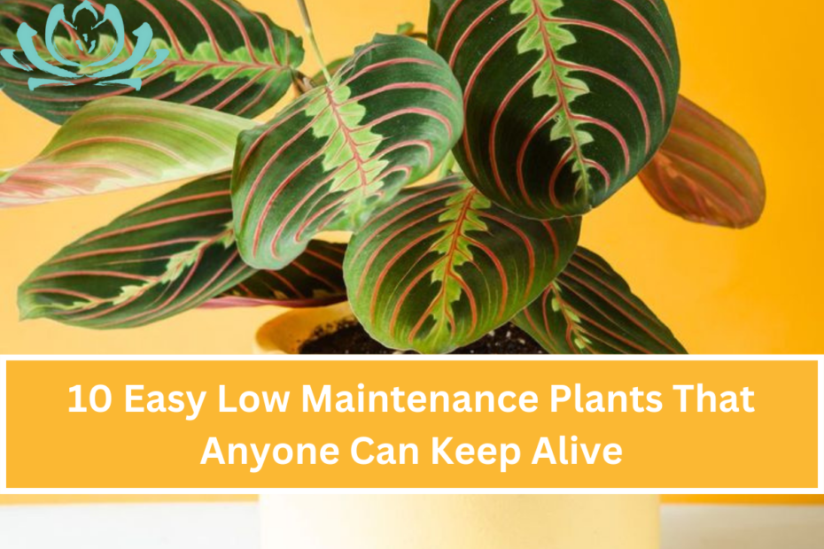 10 Easy Low Maintenance Plants That Anyone Can Keep Alive