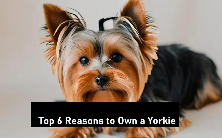 Top 6 Reasons to Own a Yorkie